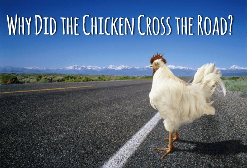 Jugar chicken road, chicken road
